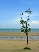 หาดจอมเทียน อ.บางละมุง จ.ชลบุรี