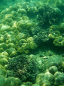 ปะการัง เกาะตะเกียง อุทยานแห่งชาติหมู่เกาะตะรุเตา
