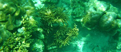ปะการังอ่อน เกาะยาง
