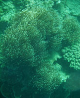 ปะการัง เกาะหญ้าคา