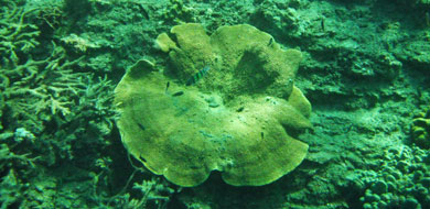 ปะการัง เกาะหญ้าคา อุทยานแห่งชาติหมู่เกาะตะรุเตา
