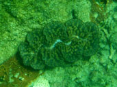 หอยมือเสือ อุทยานแห่งชาติหมู่เกาะตะรุเตา