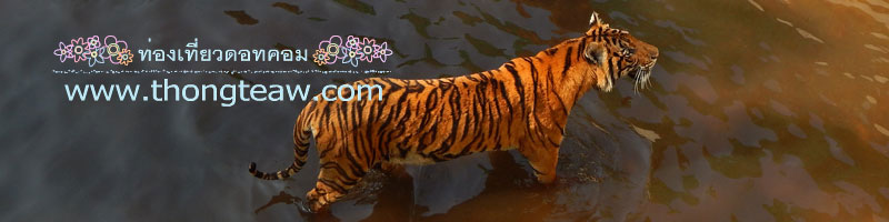 สวนเสือศรีราชา_Sriracha_Tiger_Zoo