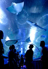 Underwater World Pattaya : อันเดอร์วอเตอร์เวิลด์ พัทยา โปรโมชั่นบัตร ราคาถูก! Underwater World Pattaya : อันเดอร์วอเตอร์เวิลด์ พัทยา โปรโมชั่นบัตร ราคาถูก!