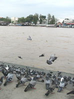 กรุงเทพฯ-เที่ยวทางน้ำ ล่องแม่น้ำเจ้าพระยา-เรือโดยสาร