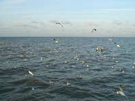สมุทรปราการ-สถานตากอากาศบางปู-นกนางนวล