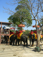 ปางช้าง_พระนครศรีอยุธยา