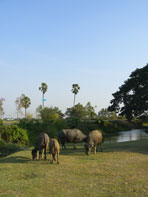 วัดภูเขาทอง_พระนครศรีอยุธยา