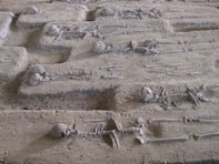 หมู่บ้านโปรตุเกส_พระนครศรีอยุธยา โครงกระดูกมนุษย์โบราณ