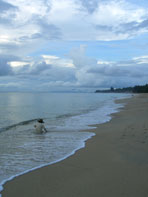 ชาวบ้านขุดหาหอยตอนเช้า หาดละไม-เกาะสมุย-อ.เกาะสมุย