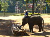 แสดงการเรียงไม้ ศูนย์อนุรักษ์ช้างไทย อ.ห้างฉัตร จ.ลำปาง