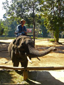 ศูนย์อนุรักษ์ช้างไทย อ.ห้างฉัตร จ.ลำปาง