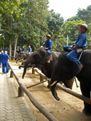 ศูนย์อนุรักษ์ช้างไทย อ.ห้างฉัตร จ.ลำปาง