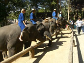 ศูนย์อนุรักษ์ช้างไทย อ.ห้างฉัตร จ.ลำปาง