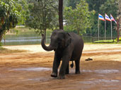 ช้างสวัสดี ถอนสายบัว ศูนย์อนุรักษ์ช้างไทย อ.ห้างฉัตร จ.ลำปาง