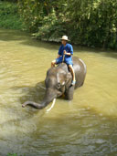 ช้างอาบน้ำ ศูนย์อนุรักษ์ช้างไทย อ.ห้างฉัตร จ.ลำปาง