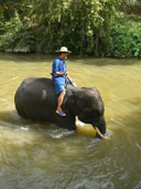 ช้างอาบน้ำ ศูนย์อนุรักษ์ช้างไทย อ.ห้างฉัตร จ.ลำปาง