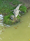 เต่าในบ่อจระเข้น้ำจืดบึงฉวากเฉลิมพระเกียรติ อ.เดิมบางนางบวช จ.สุพรรณบุรี 