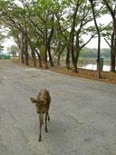 กวางบนเกาะกระต่าย บึงฉวากเฉลิมพระเกียรติ อ.เดิมบางนางบวช จ.สุพรรณบุรี 