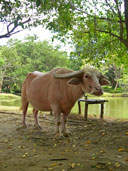 ควายเผือก หมู่บ้านอนุรักษ์ควายไทย อ.ศรีประจันต์ จ.สุพรรณบุรี 