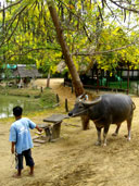 หมู่บ้านอนุรักษ์ควายไทย อ.ศรีประจันต์ จ.สุพรรณบุรี 