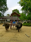 ควายลากเกวียน หมู่บ้านอนุรักษ์ควายไทย อ.ศรีประจันต์ จ.สุพรรณบุรี 