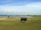 หาดพัทยา สิรินธร อ.สิรินธร จ.อุบลราชธานี 