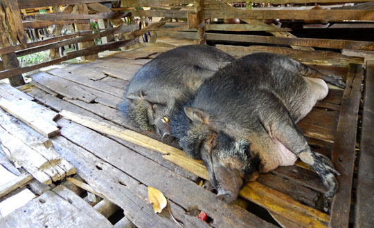 ล่อง_เรือ_แม่น้ำปิง_แม่ปิงริเวอร์ครุยส์_เชียงใหม่_MaePingRiverCruise_185