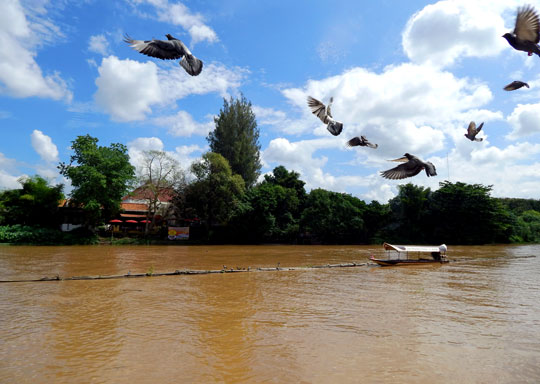 ล่อง_เรือ_แม่น้ำปิง_แม่ปิงริเวอร์ครุยส์_เชียงใหม่_MaePingRiverCruise_325