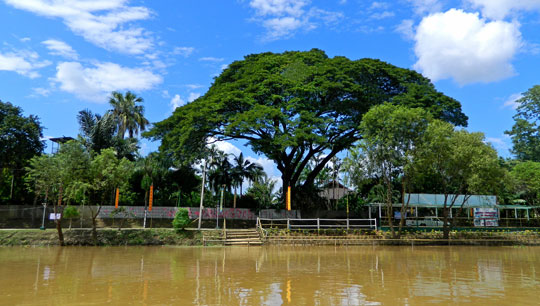 ล่อง_เรือ_แม่น้ำปิง_แม่ปิงริเวอร์ครุยส์_เชียงใหม่_MaePingRiverCruise_535