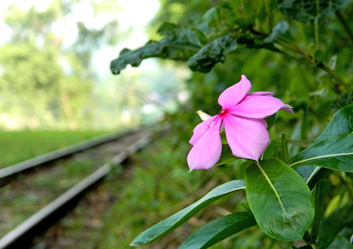 สวนไทรโยค_รีสอร์ท_เส้นทางรถไฟสายมรณะ_265