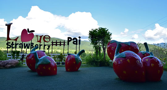 ทัวร์_ปาย_Love-Strawberry-Pai_11