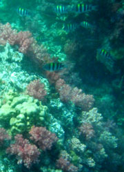 ทัวร์เกาะหลีเป๊ะ ปะการัง 7 สี ร่องน้ำจาบัง