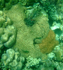 ทัวร์เกาะหลีเป๊ะ ปะการังอ่าวสอง เกาะอาดัง