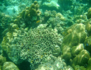 ทัวร์เกาะหลีเป๊ะ ปะการังอ่าวสอง เกาะอาดัง