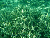 ปะการัง หมู่เกาะตะรุเตา