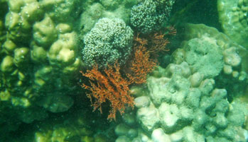 ปะการัง หมู่เกาะตะรุเตา