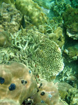 หนอนฉัตร ปะการังโขด ปะการังเขากวาง ปะการังโต๊ะ