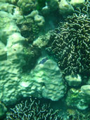 ปะการังแผ่นเปลวไฟสีฟ้า