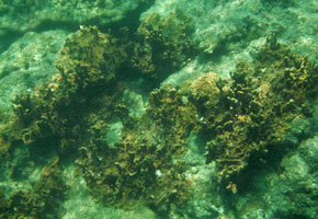 ปะการัง เกาะตะเกียง
