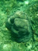 ปะการัง เกาะตะเกียง อุทยานแห่งชาติหมู่เกาะตะรุเตา