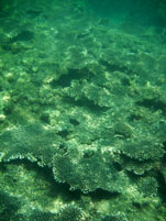 ปะการัง เกาะตะเกียง