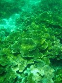ปะการังเกาะยาง