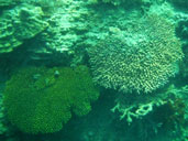 ปะการัง เกาะหญ้าคา