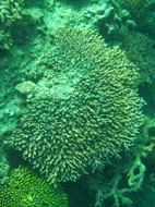 ปะการัง เกาะหญ้าคา อุทยานแห่งชาติหมู่เกาะตะรุเตา