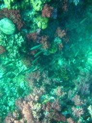 ร่องน้ำจาบัง-เกาะจาบัง-กองหินจาบัง-ปะการังเจ็ดสี