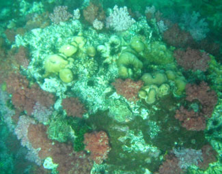 ร่องน้ำจาบัง-เกาะจาบัง-กองหินจาบัง-ปะการังเจ็ดสี