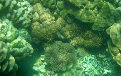 ดอกไม้ทะเล ปะการังลูกโป่งเล็ก ปะการังโขด อ่าวสอง เกาะอาดัง จ.สตูล