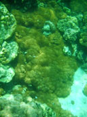 ปะการังลูกโป่งเล็ก อ่าวสอง เกาะอาดัง จ.สตูล