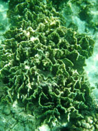 ปะการังแผ่นเปลวไฟ อ่าวสอง เกาะอาดัง จ.สตูล